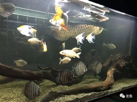 龍魚可以跟什麼魚混養